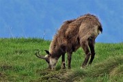 72 Il camoscio bruca la verde erba novella